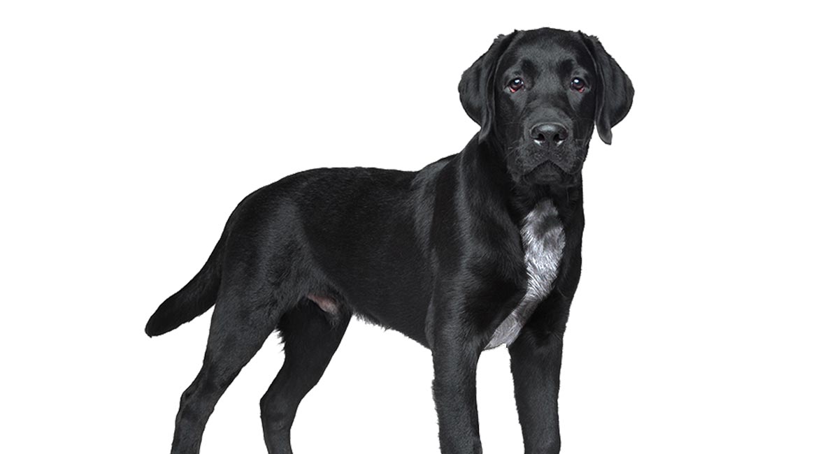 american black labrador