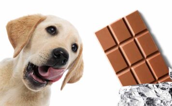 can dogs eat chocolate