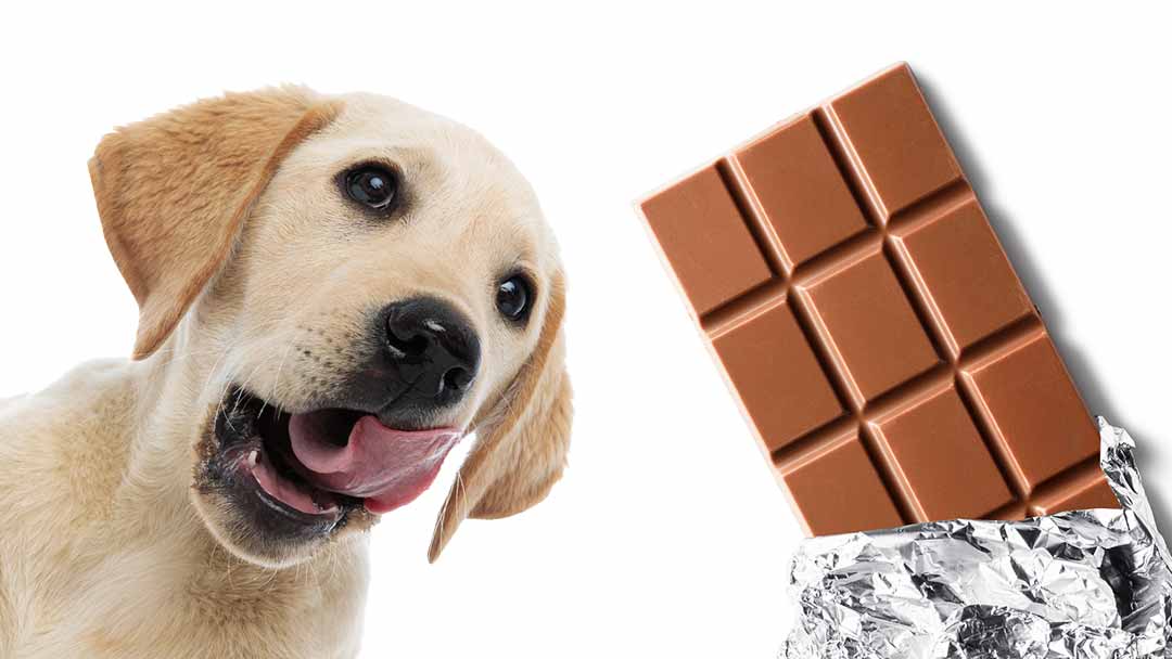 what to do if your dog eats chocolate