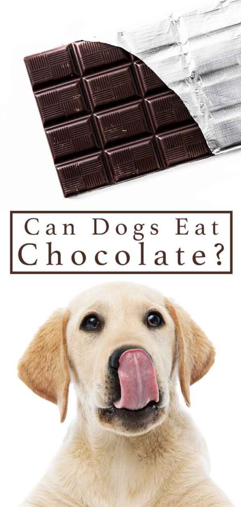 can dogs eat chocolate