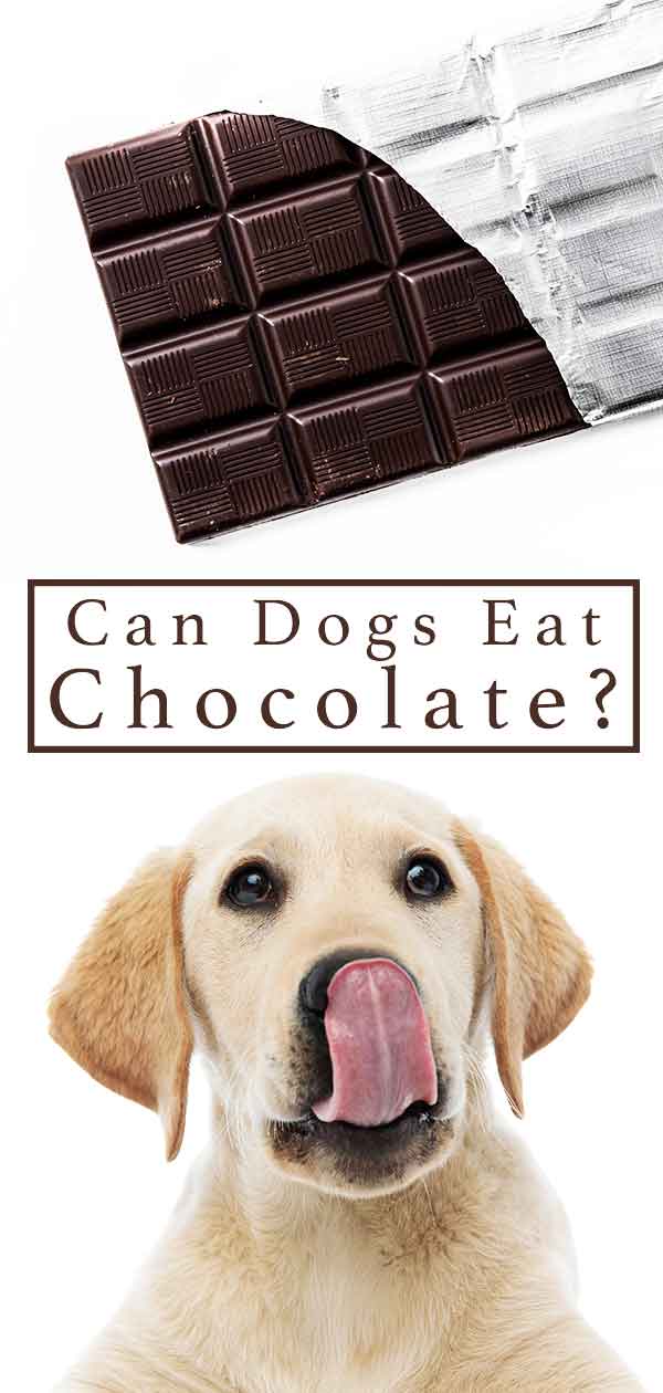 are dogs allowed to have chocolate