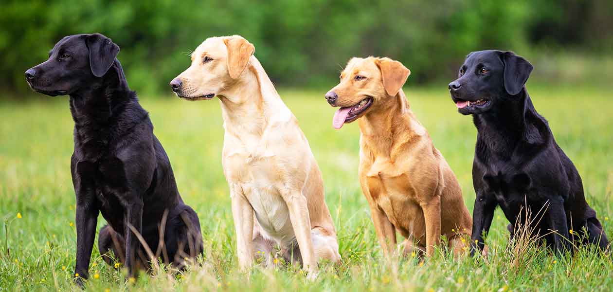 field labrador