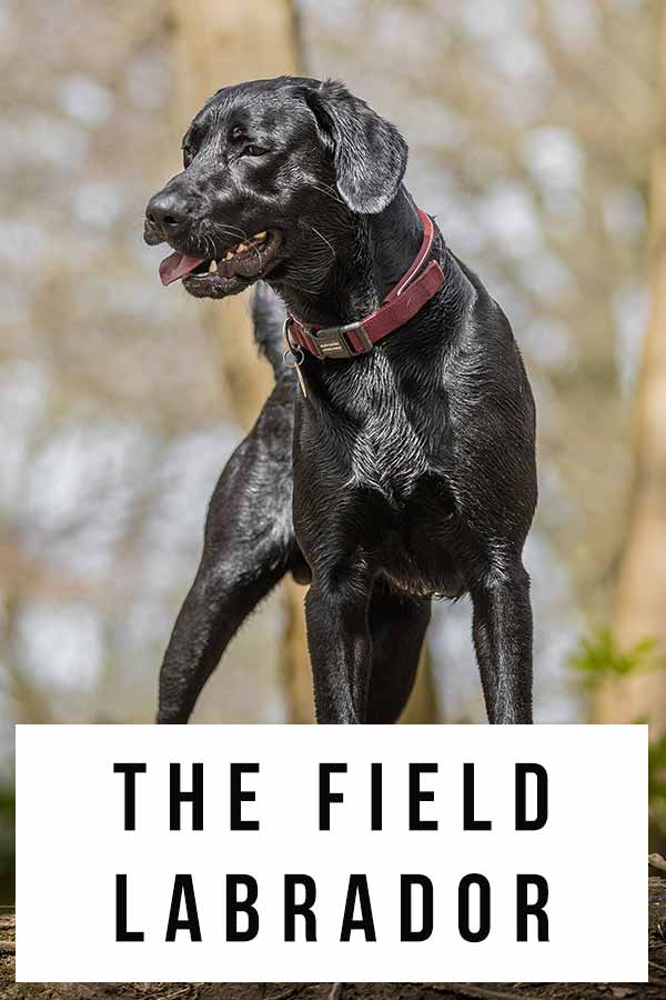 field labrador