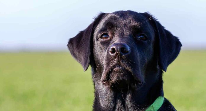 black labrador retriever in a field