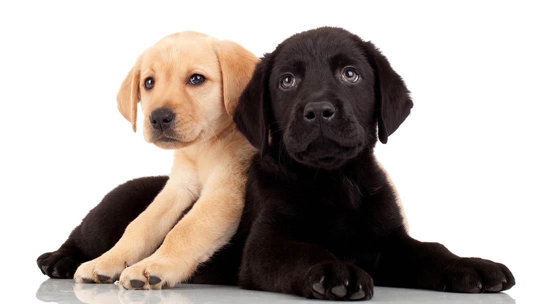 can a 9 weeks old puppy introduce to a dog