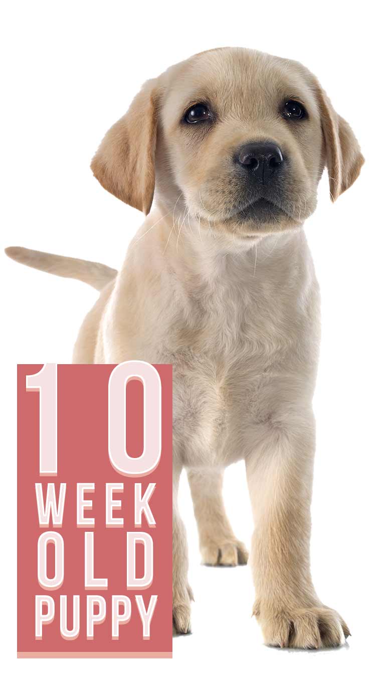 10 week old puppy