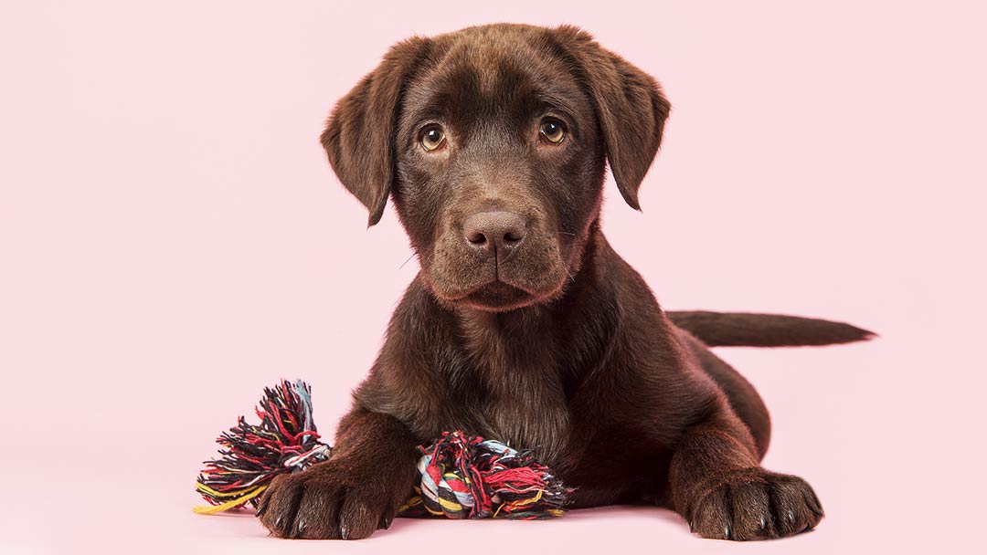 how long can a 3 month old puppy hold its bladder