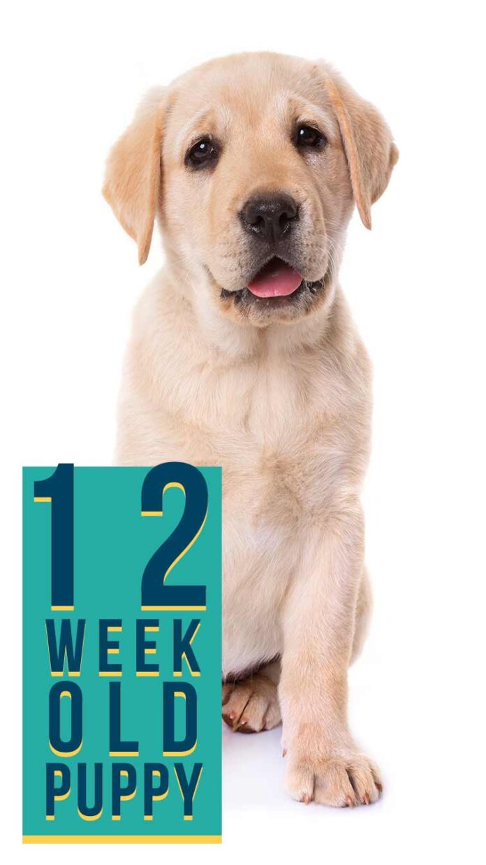 12 Week Old Puppy Tips For Training, Exercise, And General Care