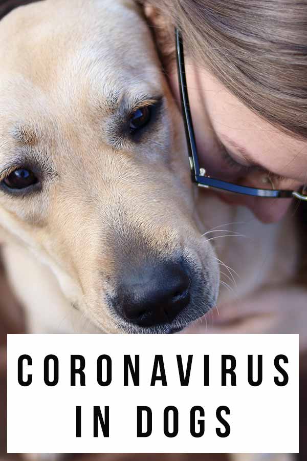 coronavirus in dogs