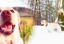 do dogs have memories