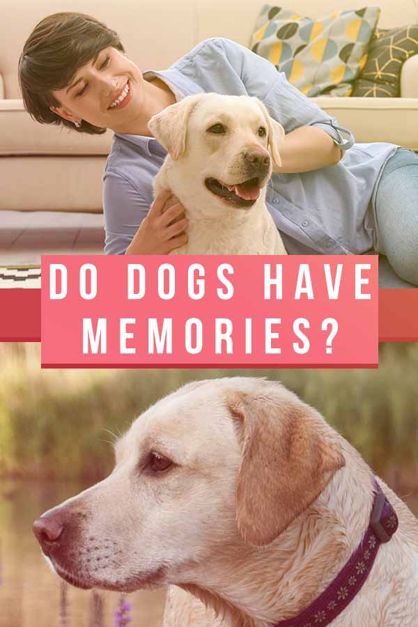 do dogs have memories