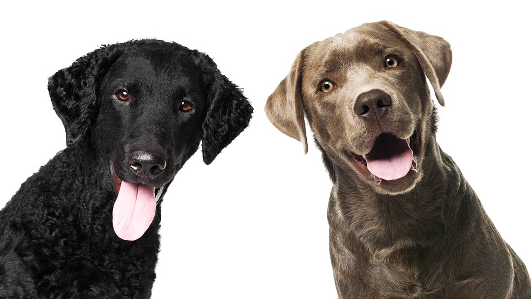 curly coated retriever