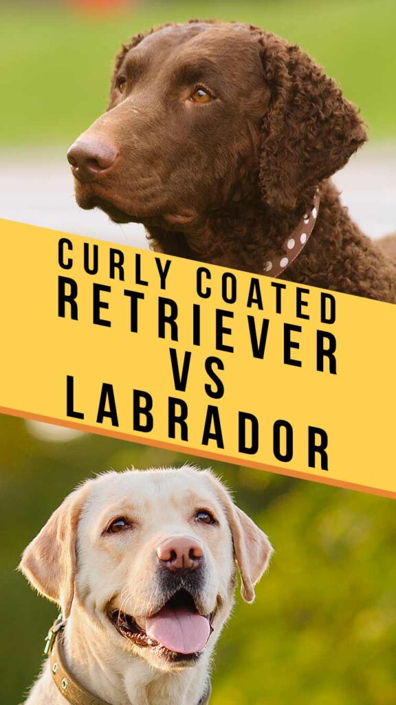 Curly Coated Retriever vs Labrador Retriever Battle Of The Gundogs