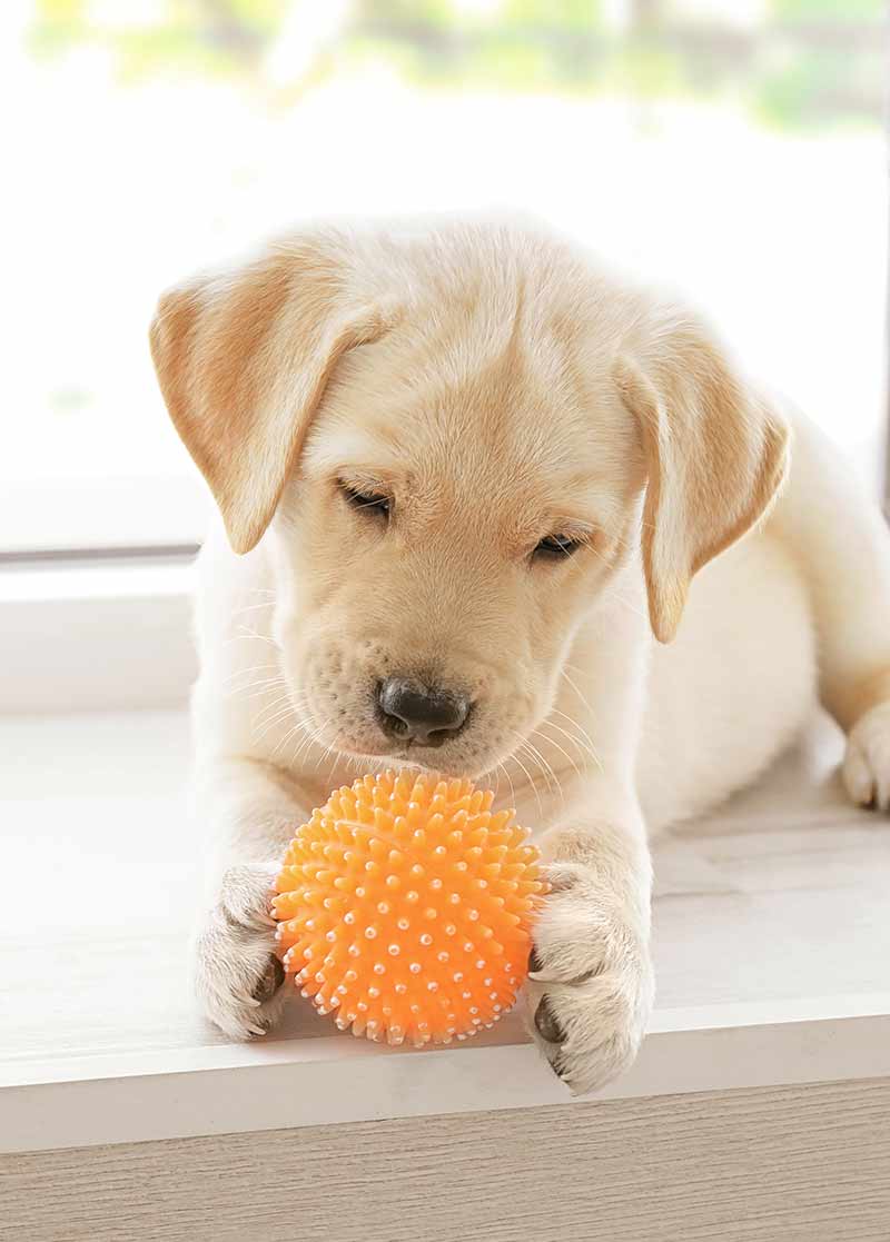 lab puppy with ball