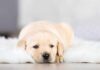 labrador puppy on rug