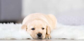 labrador puppy on rug