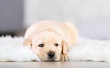 labrador puppy on rug