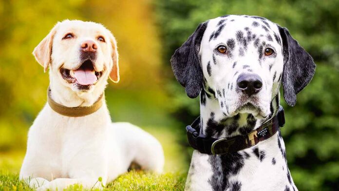 labrador vs dalmatian