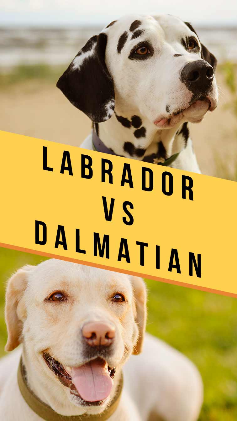 labrador vs dalmatian