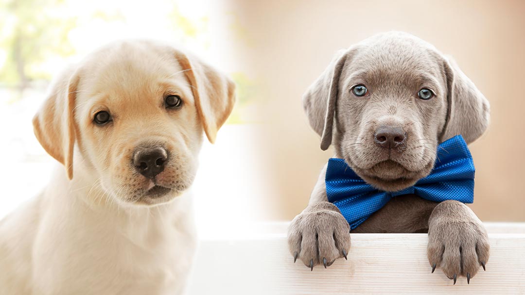 Weimaraner Vs Labrador Who Is The Best Family Dog