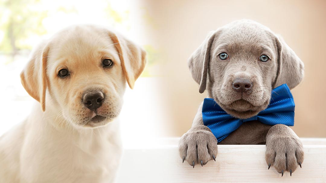 weimaraner big dogs