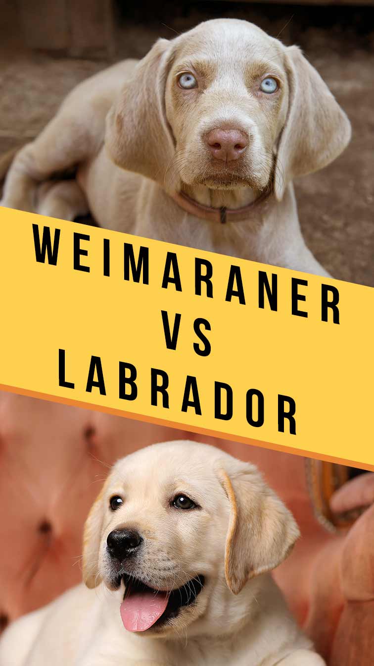 weimaraner vs labrador