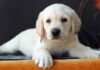 yellow labrador puppy