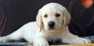 yellow labrador puppy