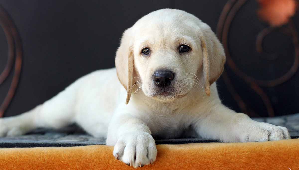 9 week old yellow lab