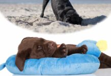 why do dogs dig in their beds