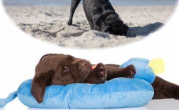 why do dogs dig in their beds