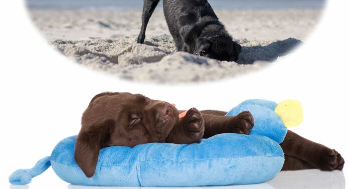 why do dogs dig in their beds