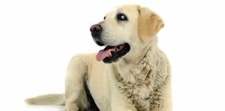 blind dog