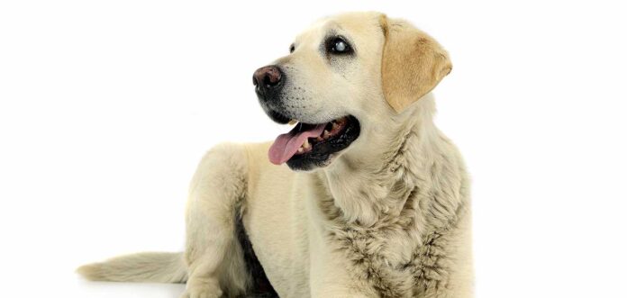 blind dog