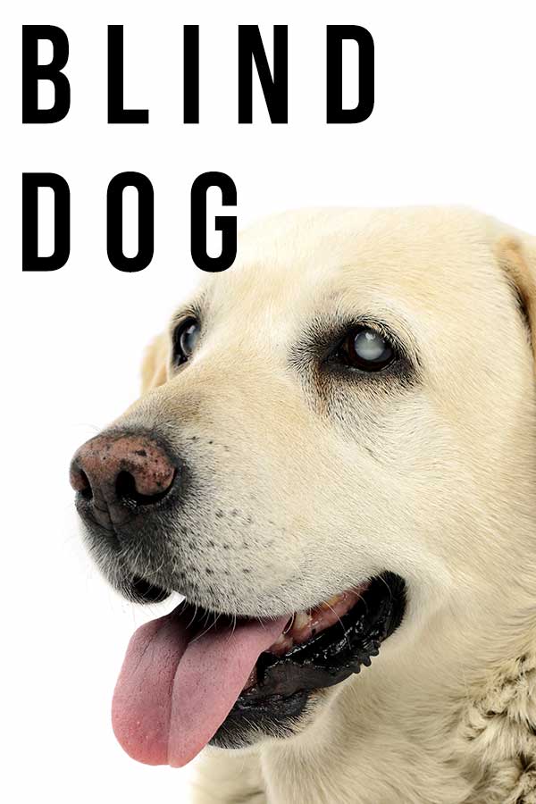 blind dog