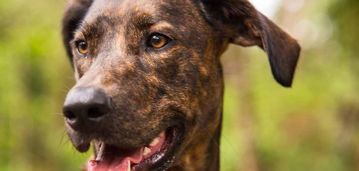 brindle lab dog