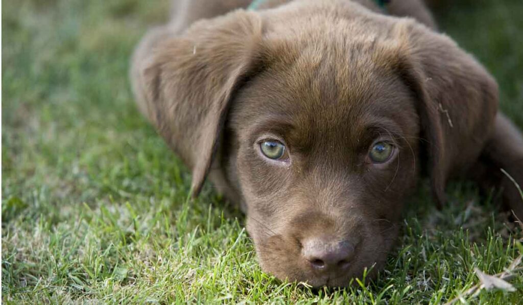 40 days labrador puppies