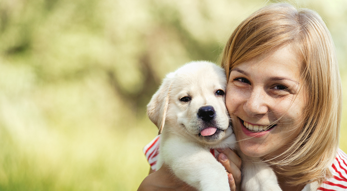 labrador retriever care