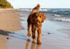 labradoodle temperament