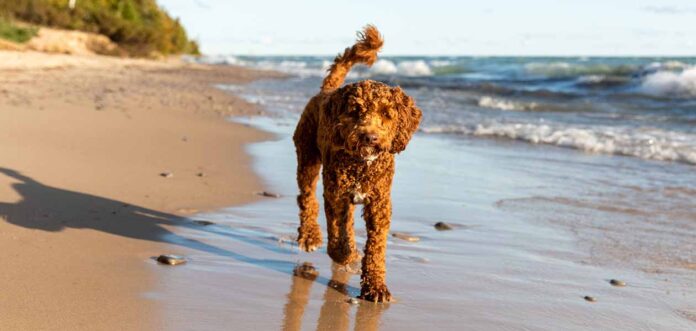 labradoodle temperament