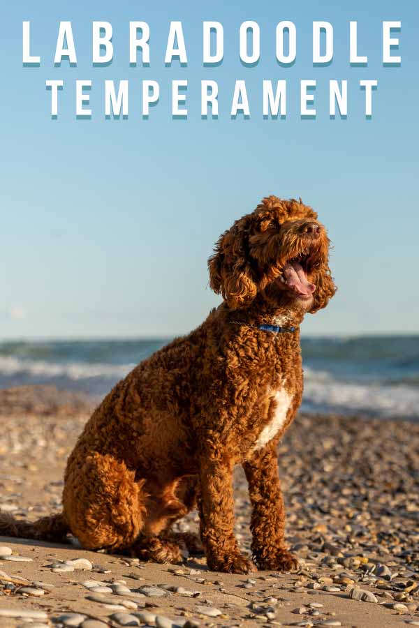 labradoodle temperament