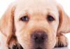 sad dog