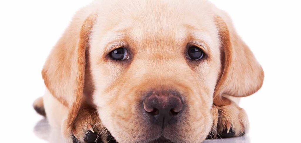 sad dog