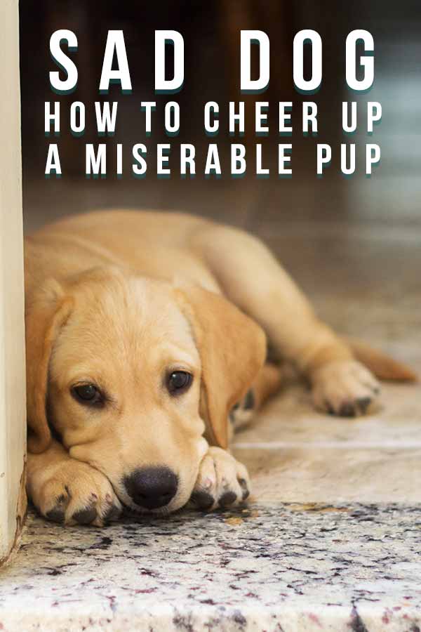 how do you cheer up a sad puppy