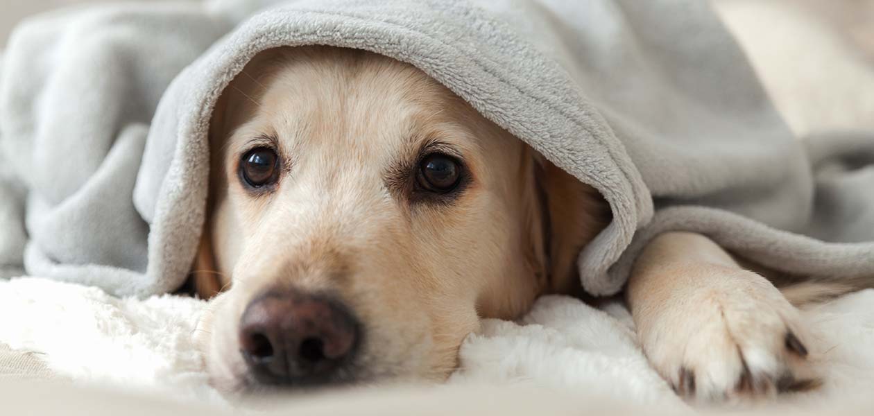 Do Dogs Sleep With Their Eyes Open And What Does It Mean?
