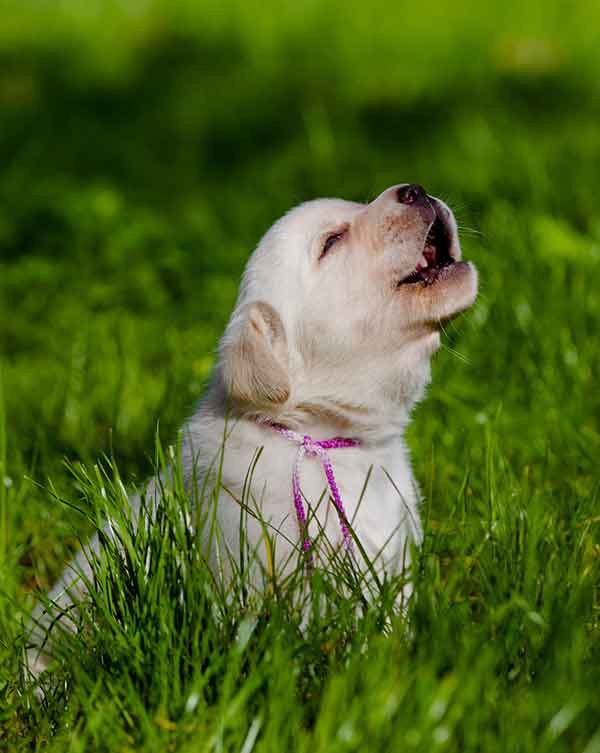 puppy crying outside in the garden