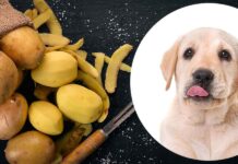 can dogs eat potatoes