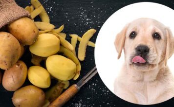 can dogs eat potatoes