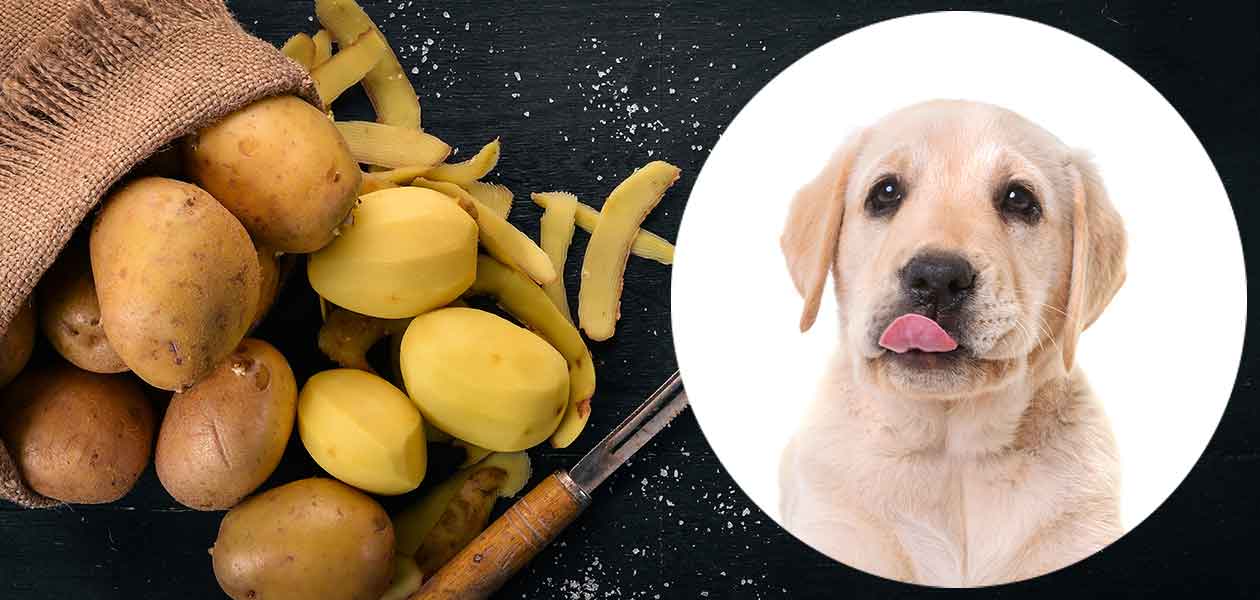 chó ăn khoai tây