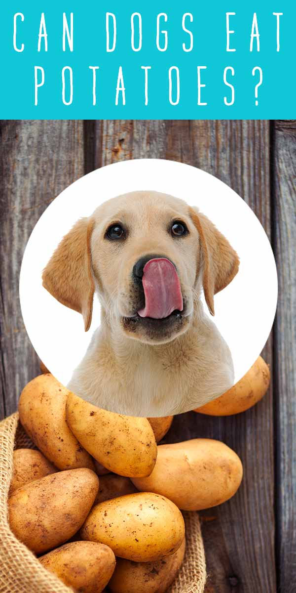 are raw potatoes ok for dogs